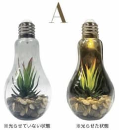 電球型インテリアライト「Terrarium」のサムネイル