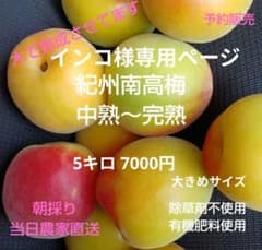 【予約販売】紀州南高梅中熟～完熟 5キロ7000円 サイズ大きめ キズ・にえありのサムネイル