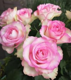 バラ苗　切り花種　◯ 宅急便60サイズ~で発送いたしますのサムネイル