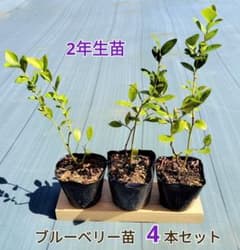 ブルーベリー苗　4本セットのサムネイル