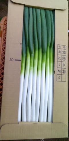新鮮 長ネギ 5k/箱×２箱　　10k　茨城県産　細目サイズのサムネイル