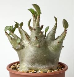 激レア/ドワーフ/極太/塊根】アデニウム アラビカムV2ハック鉢植えE-15