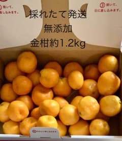 採れたて即日発送　無農薬長崎県産金柑約1.2kgのサムネイル