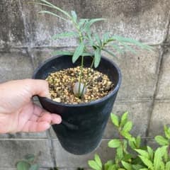 タイ原産　タイシルバーの苗　　鉢ごと発送　蘇鉄　銀葉蘇鉄　珍しいのサムネイル