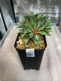 ユーフォルビア ギラウミニアナ 実生 塊根植物　6のサムネイル