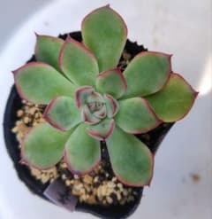 多肉植物　花うららのサムネイル