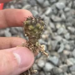 コピアポア　黒王丸　実生　horridispinaのサムネイル