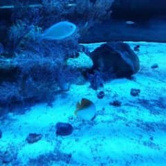 マタニティトレンカのサムネイル