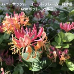 ハニーサックル　ゴールドフレーム　挿木苗　6cmポットごと郵送のサムネイル