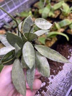 Hoya lacunosa Winter Pandora ホヤ植物 ホヤ - メルカリ