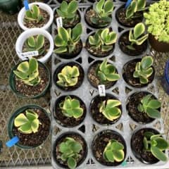 希少種❗️ 金のなる木 斑入り花月 ◇抜き苗◇ - メルカリ