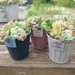 多肉植物寄せ植えそのまま飾れる3鉢セット 匿名発送 - メルカリ