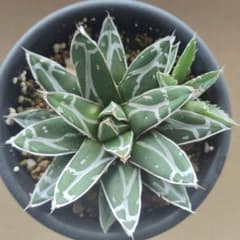 アガベ 笹の雪 サボテン 多肉植物のサムネイル