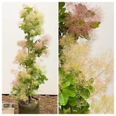 スモークツリー　3株混合品/ 394 スモークツリー 3株混合品/ 394 - メルカリ