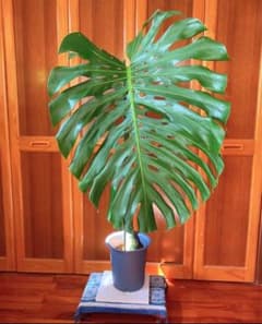 超巨大モンステラデリシオーサ 高さ145cm 葉71cm 葉柄98cm - メルカリ