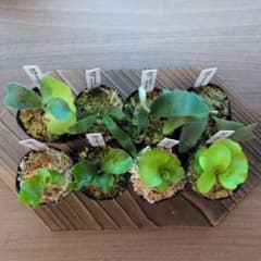 限定出品①】胞子培養8株セット/ビカクシダ - メルカリ