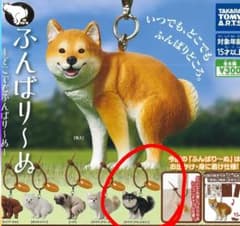 ふんばり〜ぬ チワワ ブラックタン ガチャのサムネイル