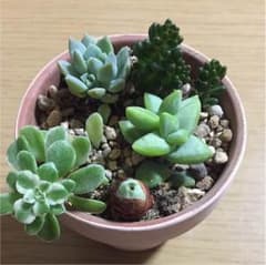 人気種  可愛いセット(^^)のサムネイル
