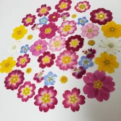 押し花素材 ②のサムネイル