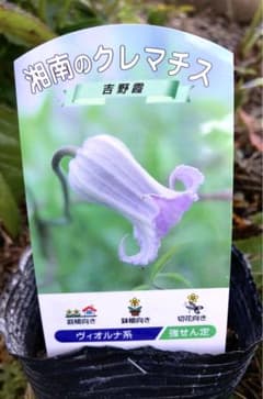 クレマチス 吉野霞のサムネイル