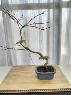 盆栽 希少　有明もみじ 希少 有明もみじ盆栽 - メルカリ