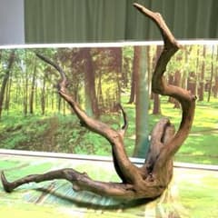 天然水槽用流木 少なめの枝が力強く広がる大サイズブランチウッド 煮沸