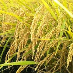 宮崎県産  自宅玄関まで配達！新米ひのひかり！30㎏のサムネイル