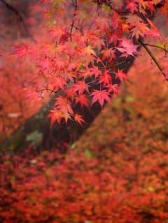 【自然風景アートフォト】A3判。紅葉のオリジナルフォト。DPN社製フレーム 自然風景アートフォト】A3判。紅葉のオリジナルフォト。DPN社製