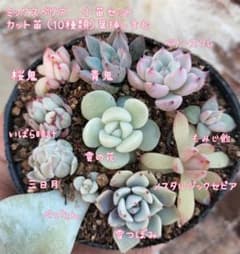 ミックスベリア10種♡カット苗ෆ豪華ෆ⁠小苗セット オマケ付き - メルカリ