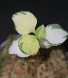 Jewel Orchid Goodyera (Miyama-uzura)
