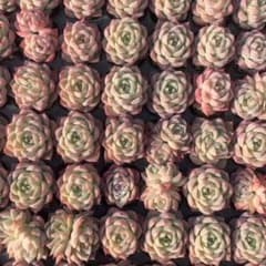 Top【選抜株】多肉植物 25465ピンククリスタルローズ105個プラグトレー