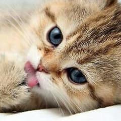 もっちー様専用のサムネイル