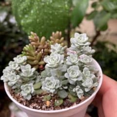 「白雪ミヤバセ」抜き苗根付き鉢内全て　(虹)のサムネイル