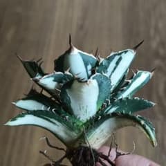 ア*ス様 A122 特選 アガベ チタノタ 太陽神錦 白中斑錦 極上株 - メルカリ