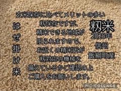 籾米10kg☆信州飯綱町 はぜ掛け米 備蓄向け 長期保存☆モチモチ艶々