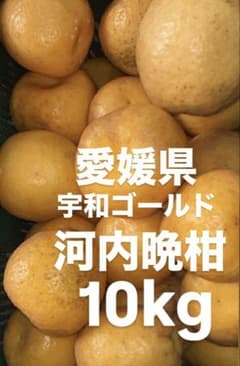 愛媛県産 河内晩柑 宇和ゴールド 柑橘 10kg - メルカリ