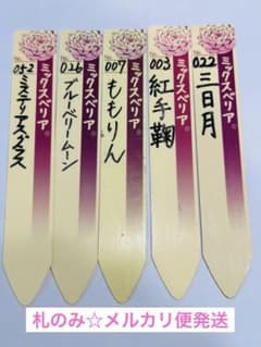 札のみ☆ミックスベリア おらいさん苗 三日月含む5種セット メルカリ便