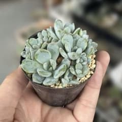 多肉植物 札無し - メルカリ