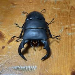 いきもの大図鑑くわがた08 02ダイオウヒラタクワガタのサムネイル