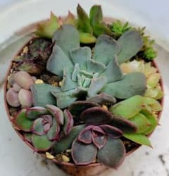 多肉植物　寄せ植えセットAのサムネイル