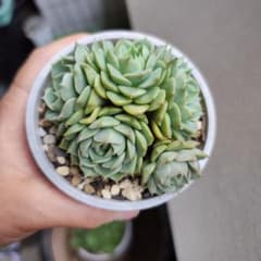 多肉植物　ベンパディス　群生 抜き苗 ベンバディス 大苗群生 抜き 多肉植物 | Mercari