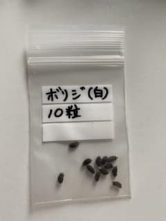 ボリジ種  白  10粒のサムネイル