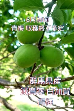 群馬県産 減農薬 白加賀 青梅9キロ 群馬県産 減農薬 白加賀 青梅3キロ6/9最終 - メルカリ