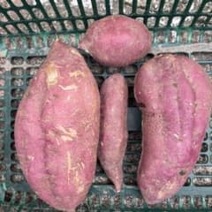 紫色のさつまいも愛知県産　無農薬さつまいも2kgのサムネイル