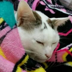 おーたんマミィ様専用のサムネイル