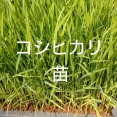 コシヒカリ 苗 米苗 稲苗 50本以上のサムネイル