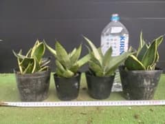 ポットごと/翌日発/沖縄離島不可】サンスベリア ミックス 観葉植物