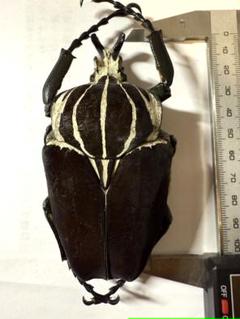 昆虫標本　カメルーン　ゴライアスオオツノハナムグリ　約100mm M1 m25830467891_1.jpg?1736588486