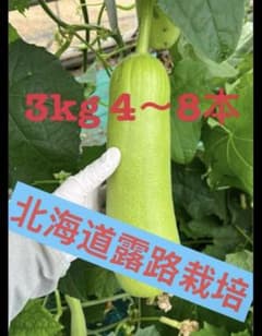 へちま　３kg　4～8本 露路栽培のため値下げのサムネイル