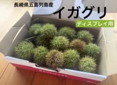【ディスプレイ用】長崎県五島列島産 イガグリのサムネイル